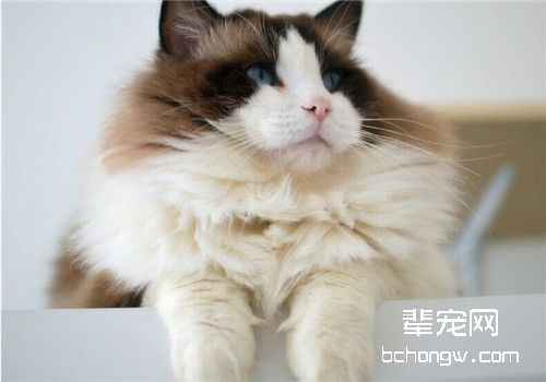 猫咪难产会有哪些征兆
