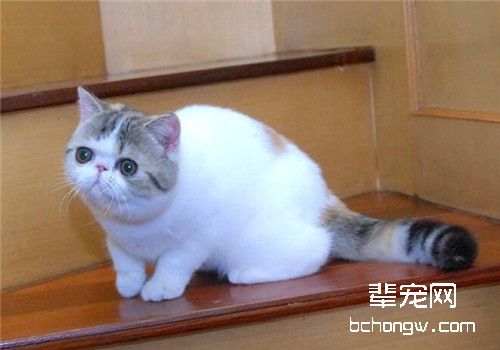 猫咪呕吐原因有哪些