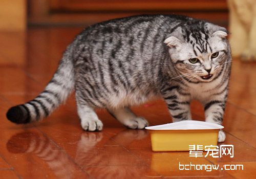 如何治疗猫霍纳氏综合症