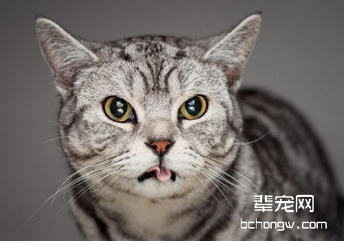 老年猫常发生的疾病有哪些