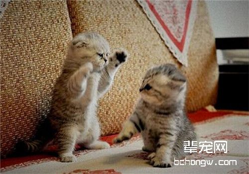 猫猫感冒的症状及治疗