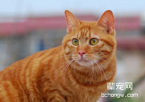 猫咪糖脂异化病的治疗