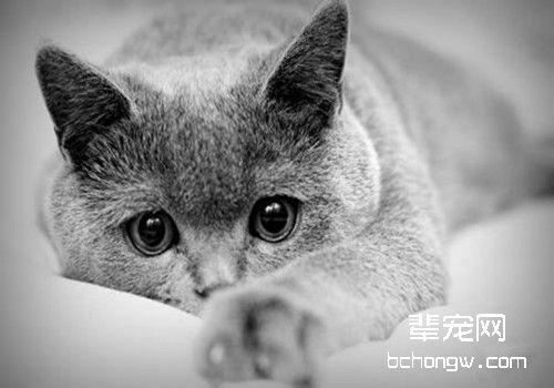 猫咪易患的肿瘤有哪些