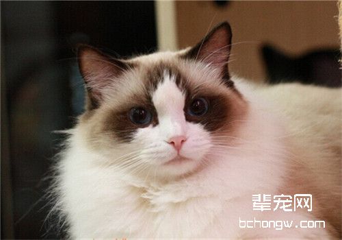 猫咪感染弓形虫的初期症状是什么