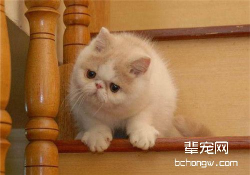猫咪常见的耳朵疾病有哪些