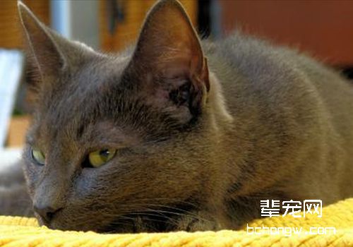 猫咪生病的基本表现