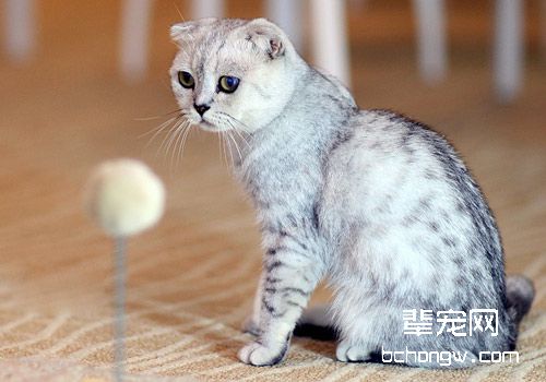 如何诊断和治疗猫咪脊椎外伤