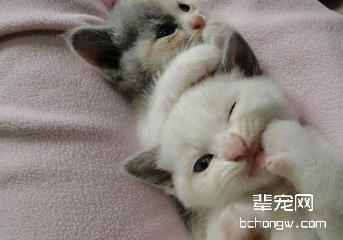猫咪皮肤病如何治疗