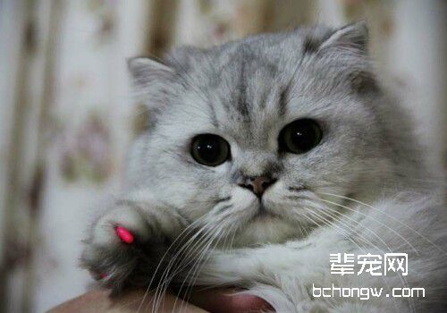 猫咪泡翼线虫病的症状及治疗
