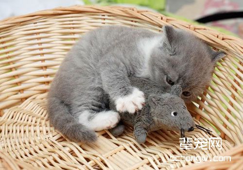 英国短毛猫的常见疾病