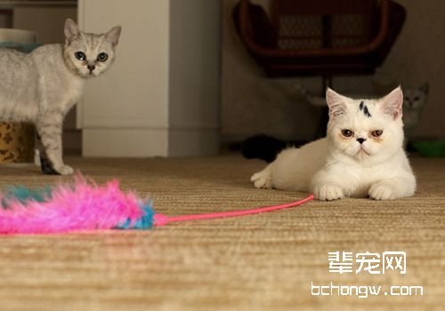 猫咪淋巴肉瘤的防治方法