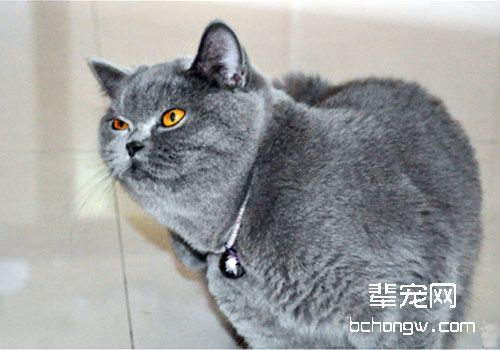 猫咪秃毛癣病的症状及治疗
