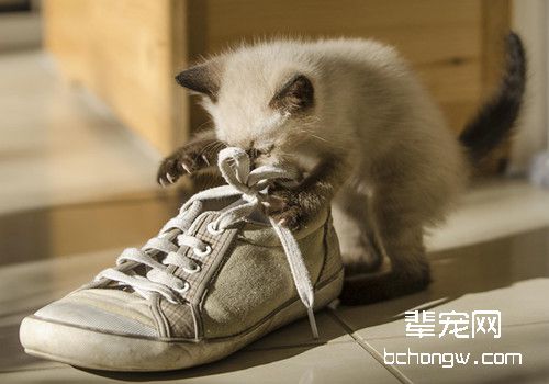 猫弓形虫病防治