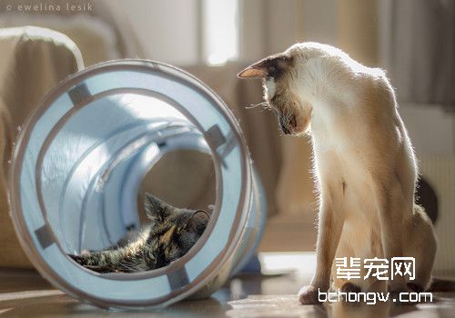 如何判断猫咪有跳蚤