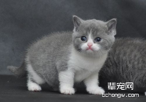 英国短毛猫的遗传疾病有哪些