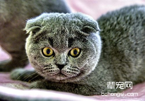 猫咪感冒防治方法