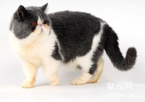 猫咪牙周炎的治疗方法
