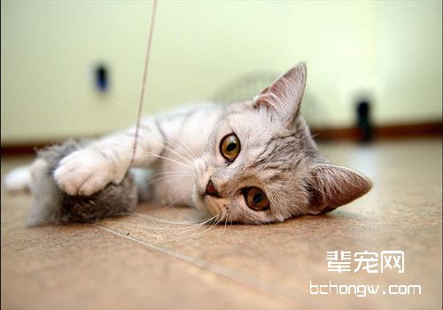 猫咪钩虫病和猫疥螨病的预防治疗
