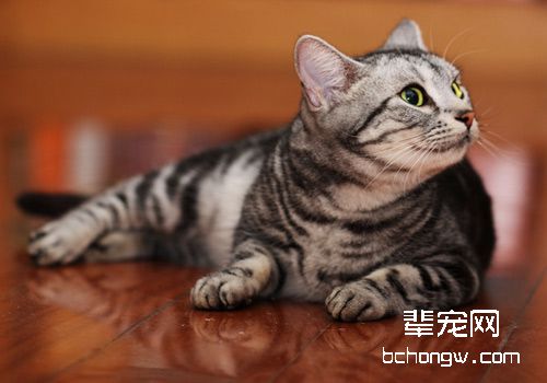 关于猫咪跳蚤的了解