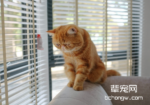 猫咪常见疾病的病因和治疗方法