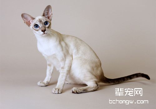 如何预防及治疗猫咪钩虫病