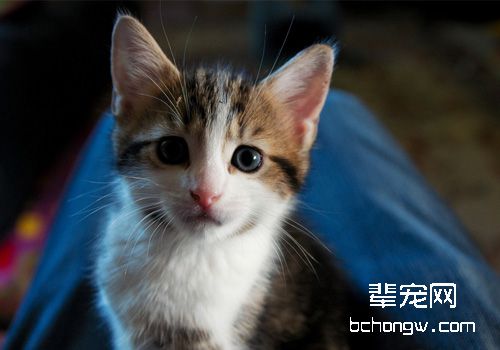猫癫痫病症状