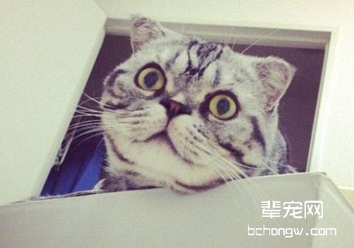 秋季应预防猫咪三大疾病