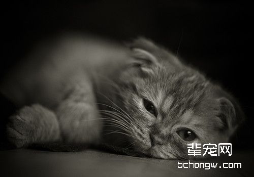认识猫咪的耳螨病