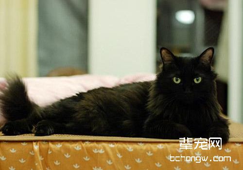 猫咪咳嗽的解决办法