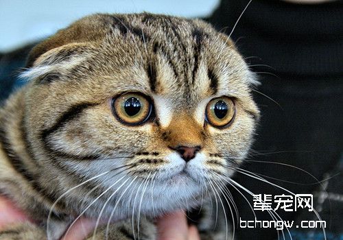 猫咪发烧怎么办