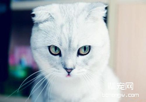 猫咪皮肤疾病的预防和治疗