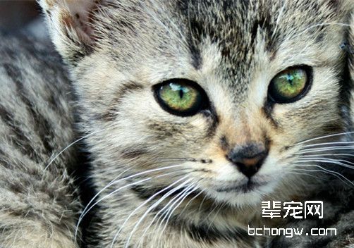 教你三招去除猫咪跳蚤