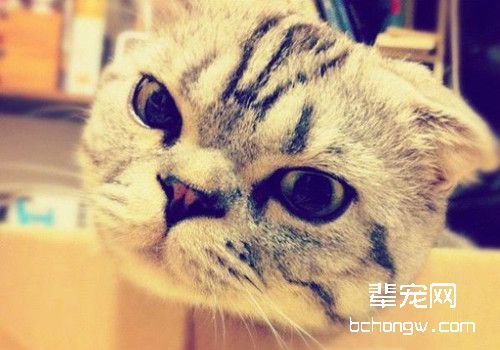 猫瘟治疗需要注意哪些问题