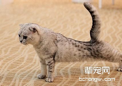 怎样预防苏格兰折耳猫皮肤病