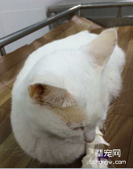 猫脂肪肝的诊疗