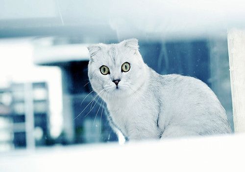 猫瘟的传染途径有哪些