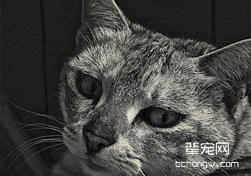 猫抓病怎么治疗