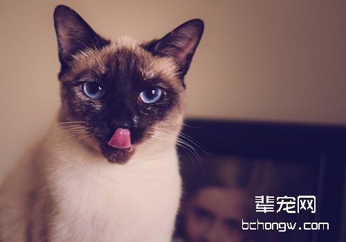 猫咪结膜炎你了解多少