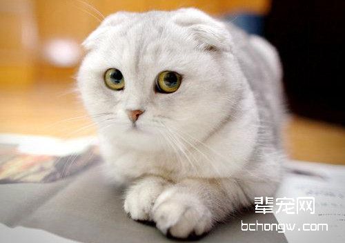 折耳猫繁殖注意事项