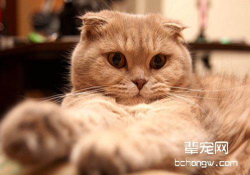 猫咪打呼噜可能是病