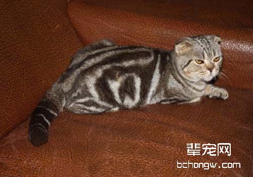 猫咪得了猫癣用什么药