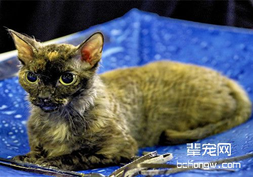 去除猫咪牙结石的方法