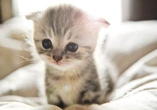 猫生病打喷嚏怎么办