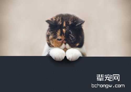 两招教你搞定猫咪跳蚤