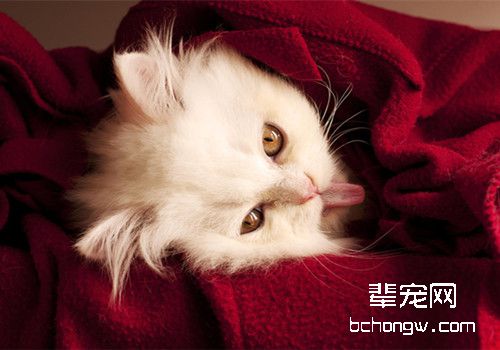 猫咪感冒的症状及治疗方法