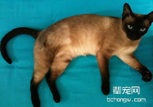 如何预防猫咪牙周炎疾病