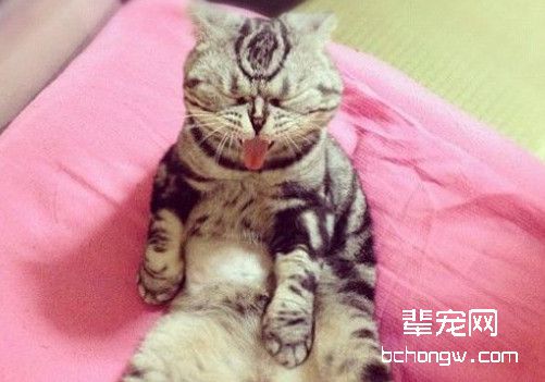 猫咪粉刺如何清理