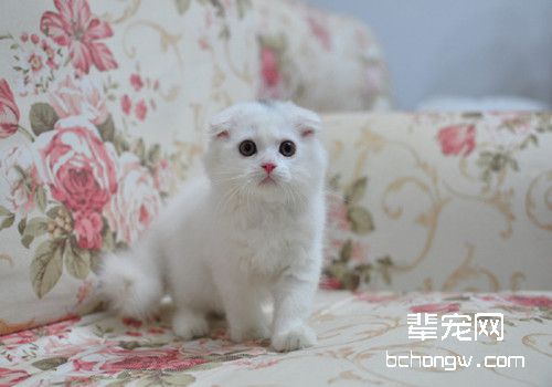 老年猫咪四个常见疾病
