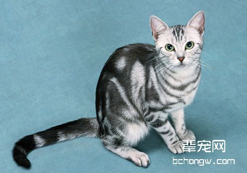 猫口炎的治疗方法
