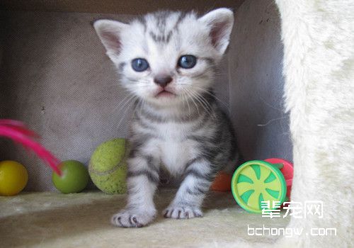 猫咪得了鼻炎如何治疗